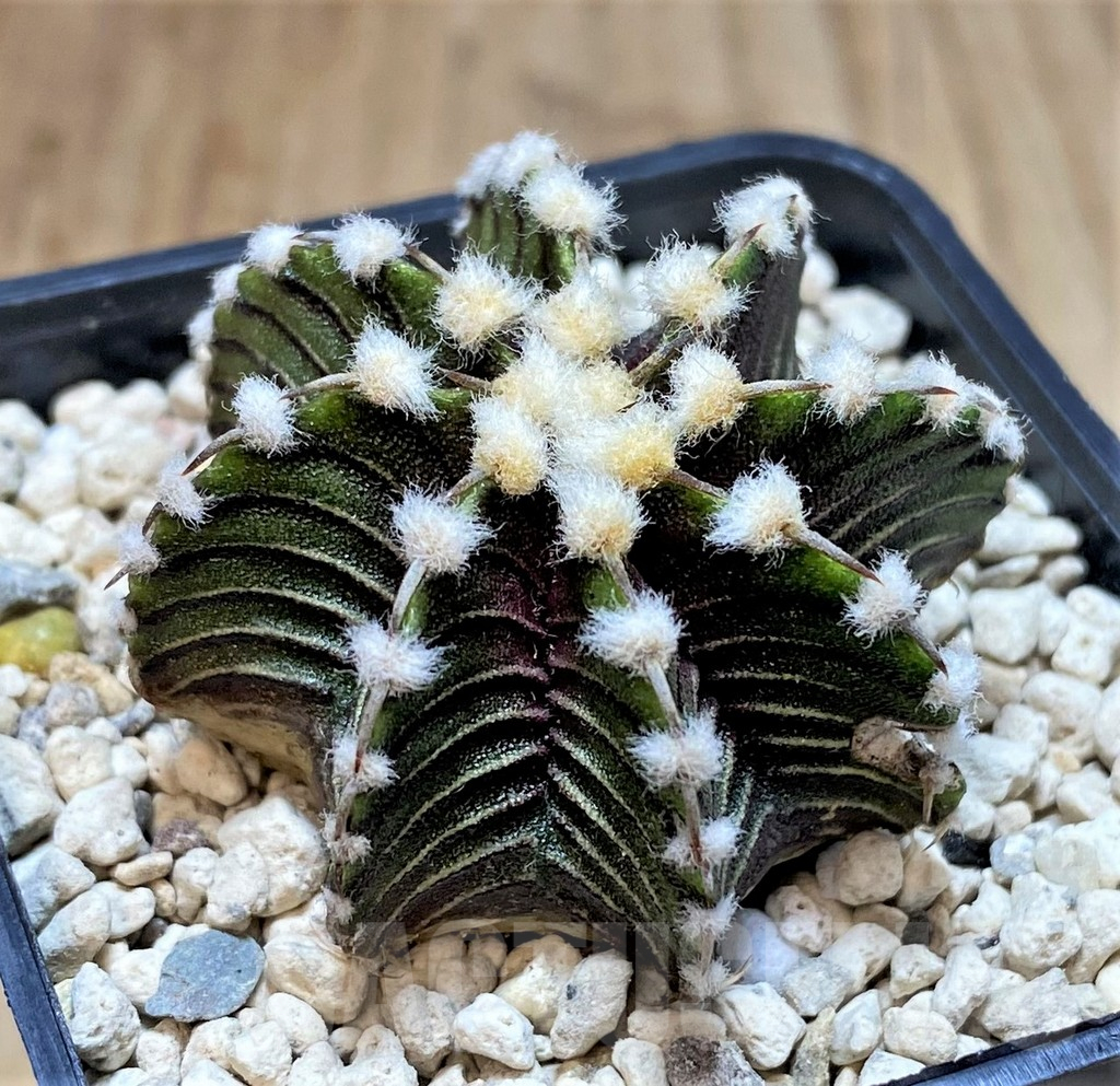 SHPR39542 Gymnocalycium friedrichii VOS1211, select form - Image 2