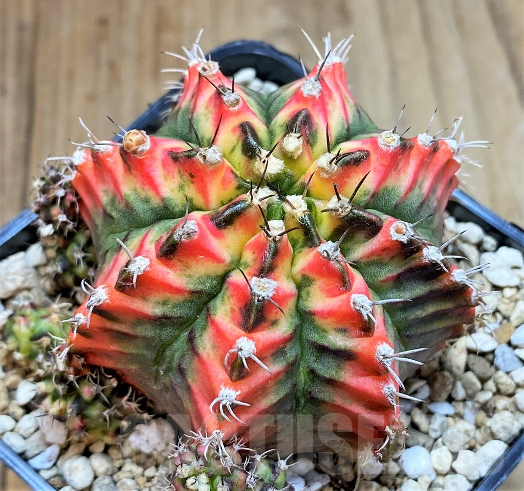 SHPR39548 Gymnocalycium mihanovichii ‘Multicolor’ - Image 2