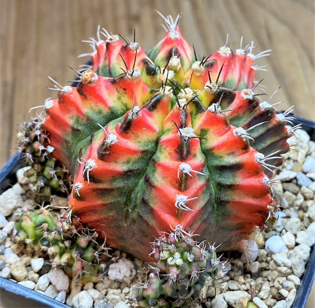 SHPR39548 Gymnocalycium mihanovichii ‘Multicolor’