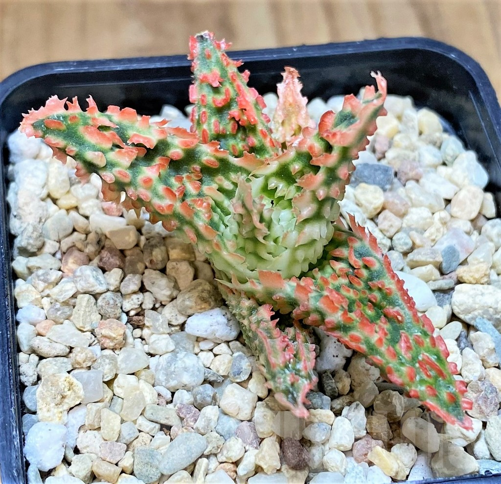 SHPR39554 Aloe TCT hybrid - Image 2