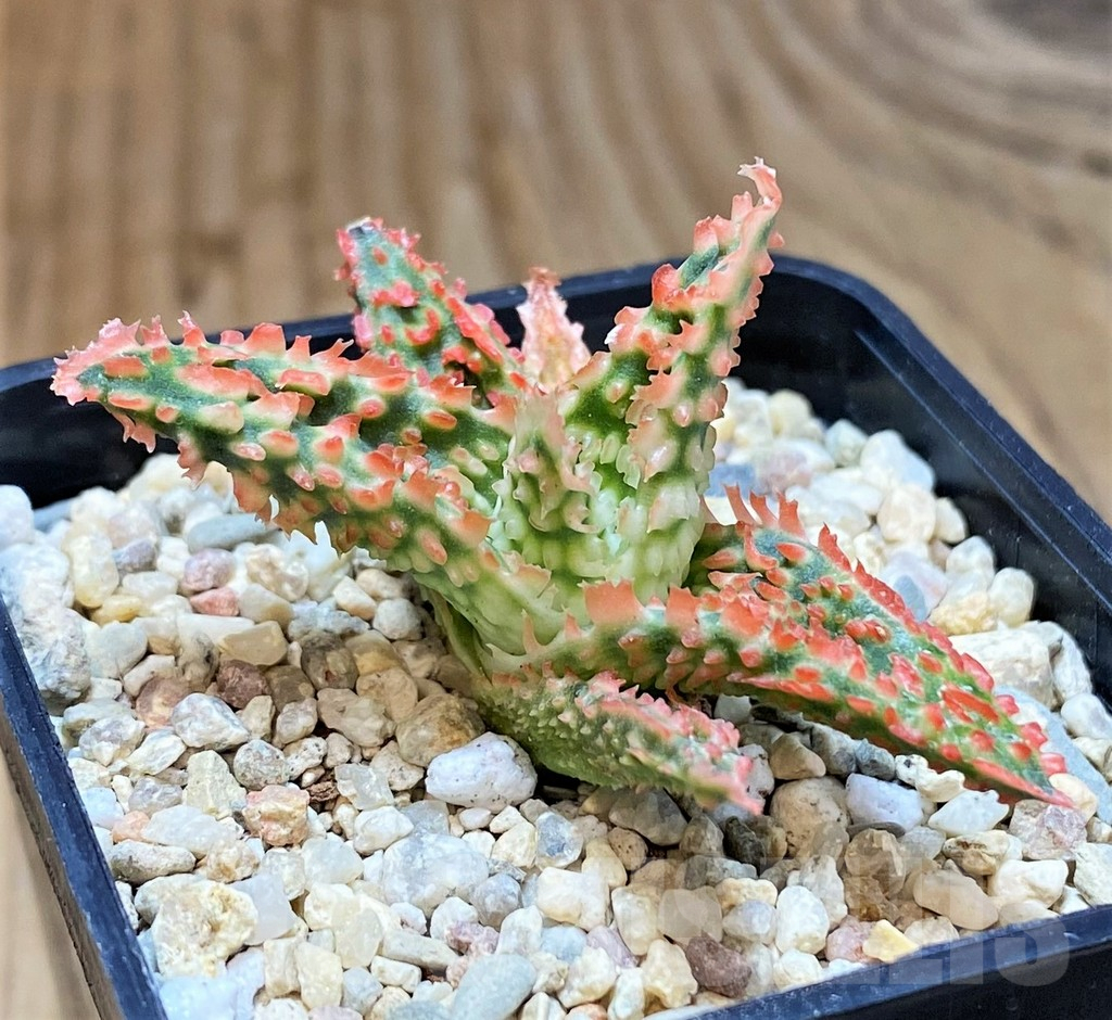 SHPR39554 Aloe TCT hybrid - Image 3