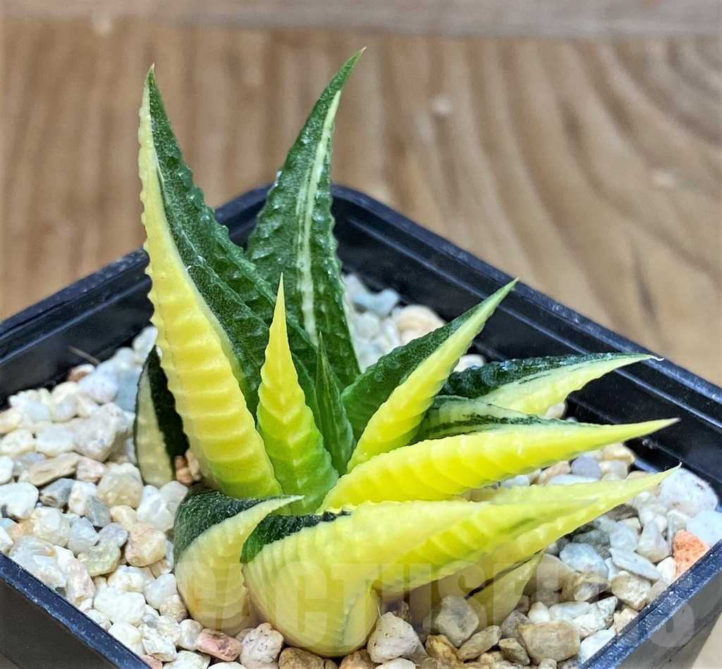 SHPR39557 Haworthia limifolia f.variegata