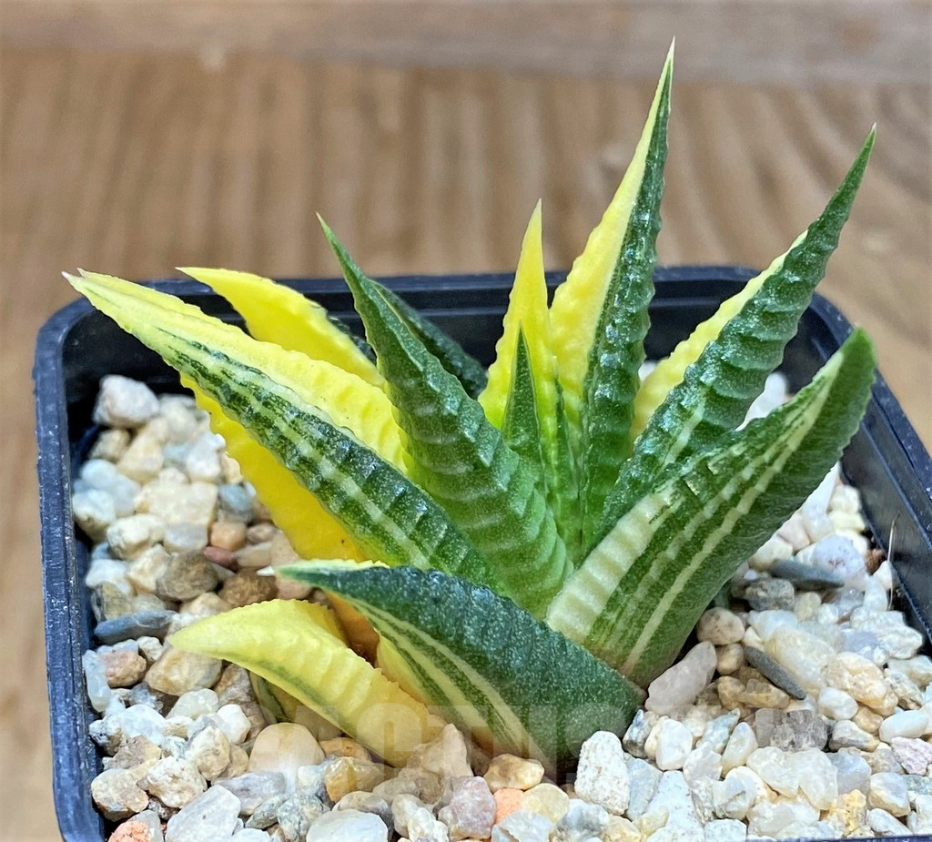 SHPR39557 Haworthia limifolia f.variegata - Image 2