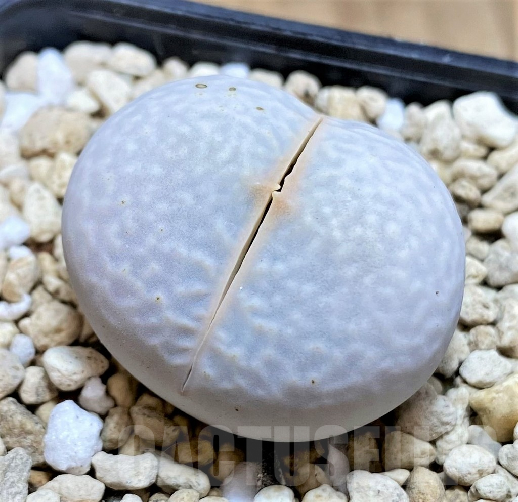 SHPR39505 Dinteranthus pole-evansii