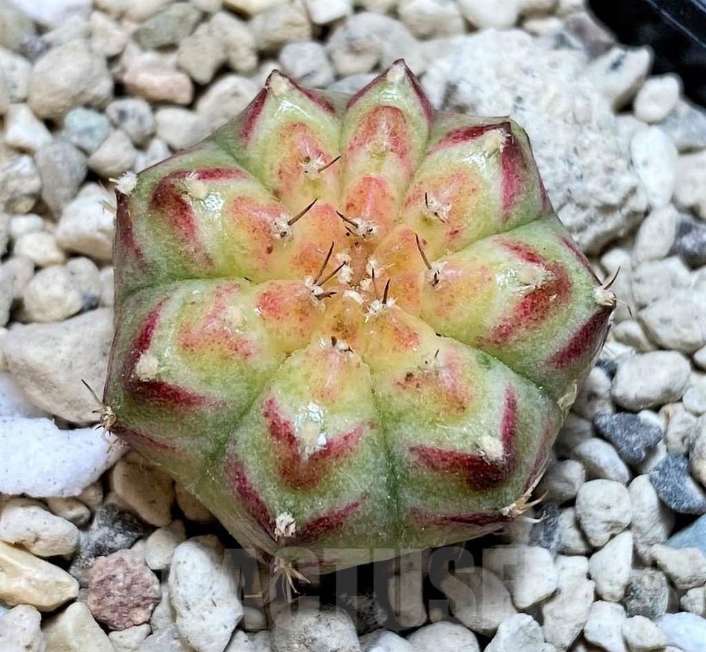 SHPR39560 Gymnocalycium mihanovichii 'Neon'