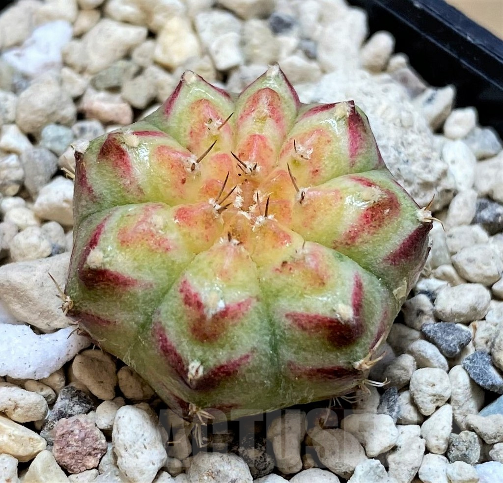 SHPR39560 Gymnocalycium mihanovichii 'Neon' - Image 2