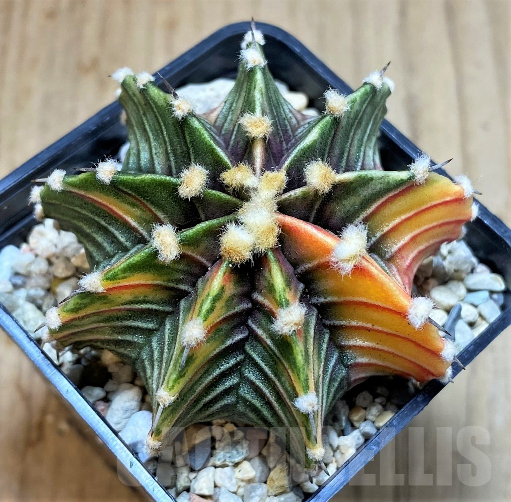 SHPR39561 Gymnocalycium friedrichii LB f. variegata - Image 2