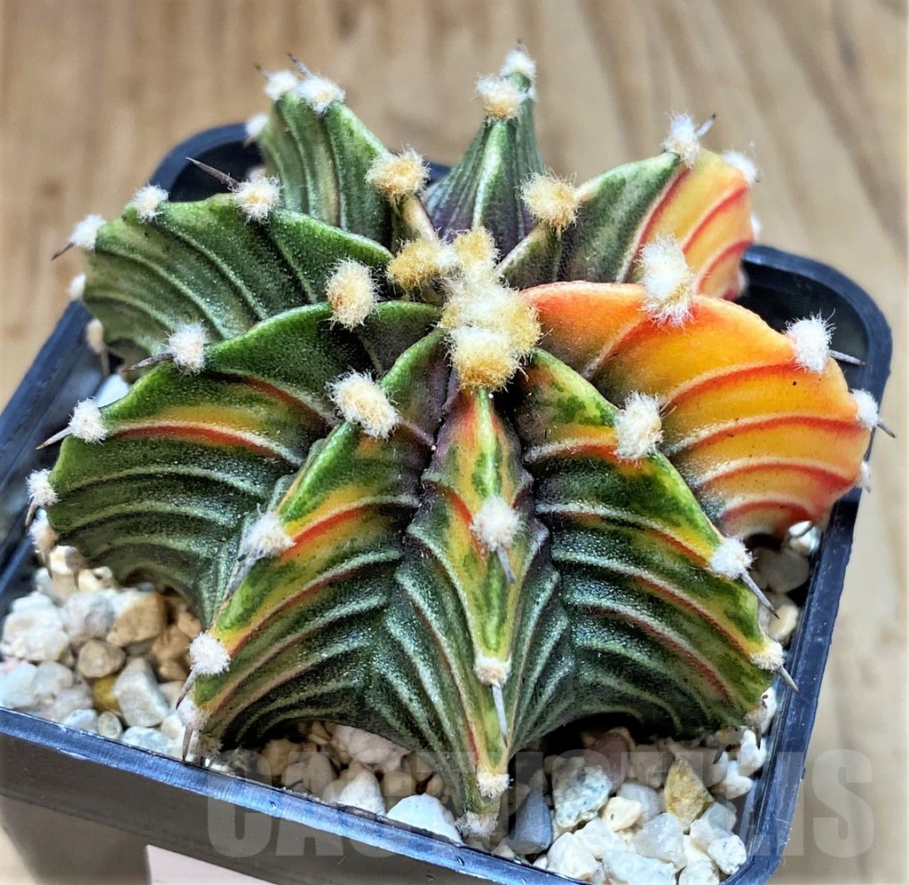 SHPR39561 Gymnocalycium friedrichii LB f. variegata