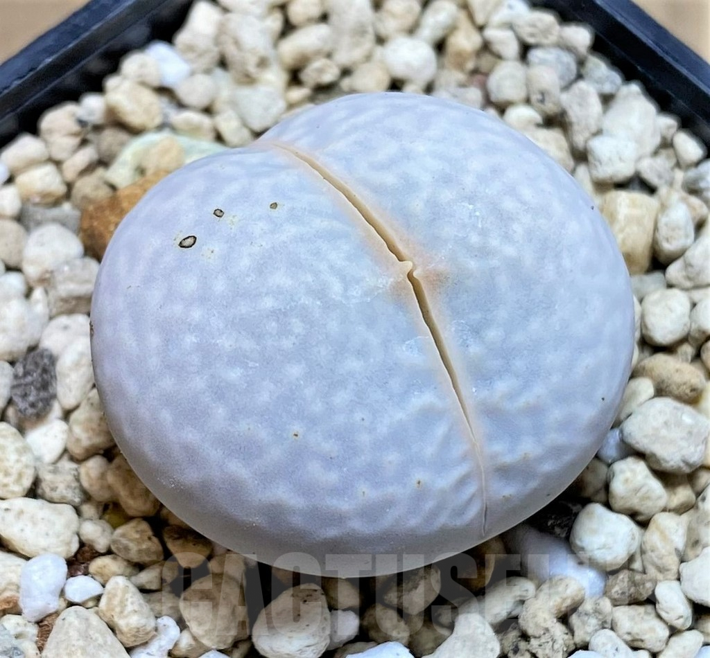 SHPR39505 Dinteranthus pole-evansii - Image 2