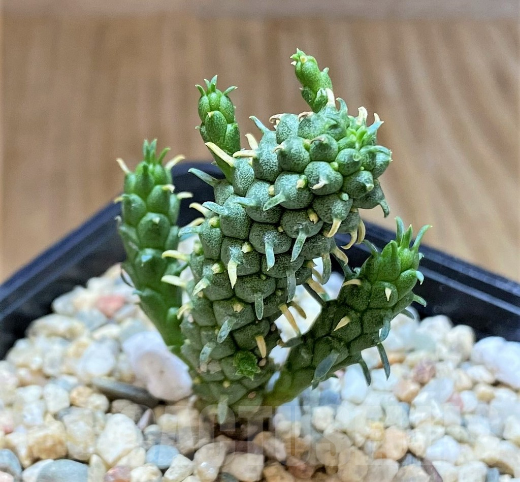 SHPR39506 Euphorbia inermis