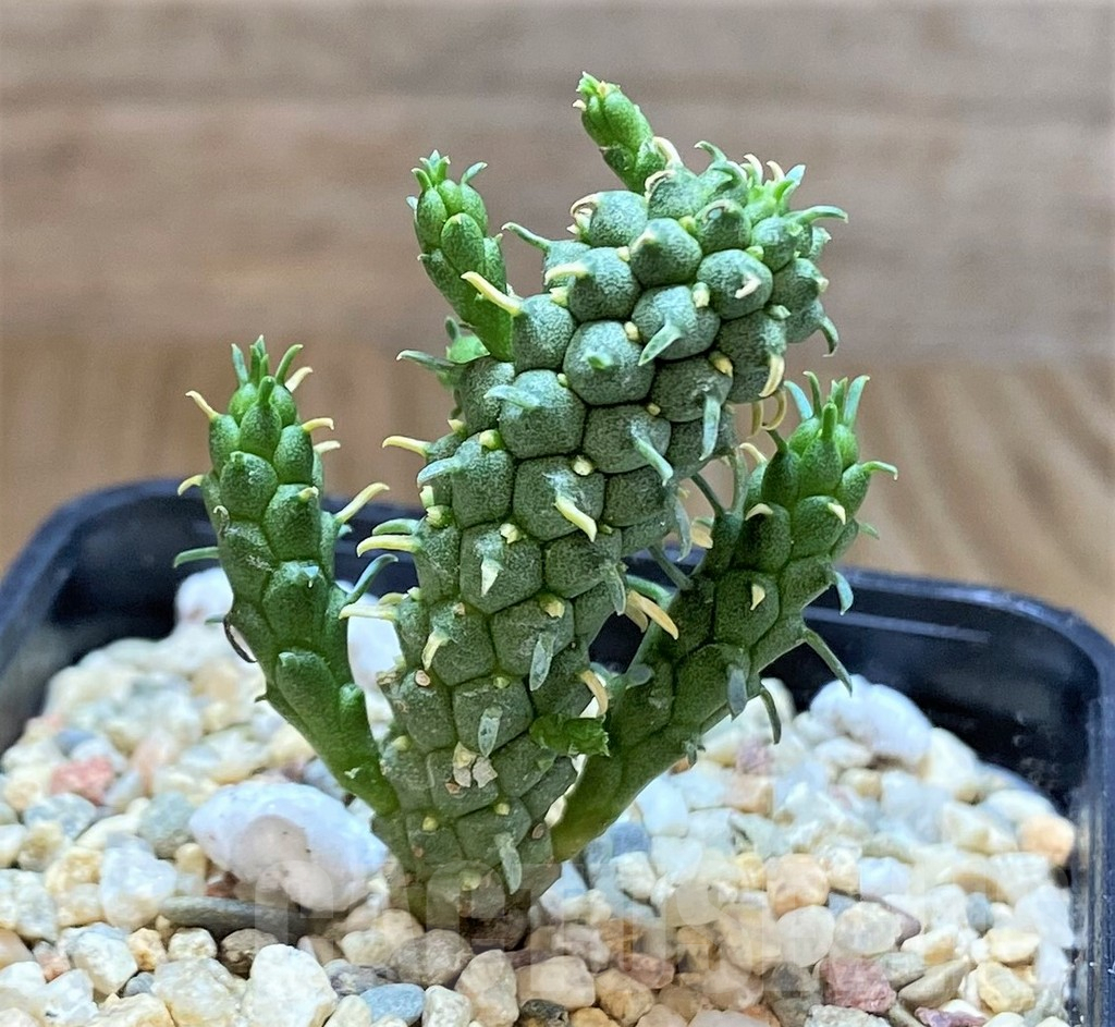 SHPR39506 Euphorbia inermis - Image 2