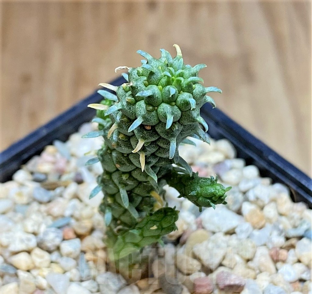 SHPR39507 Euphorbia inermis