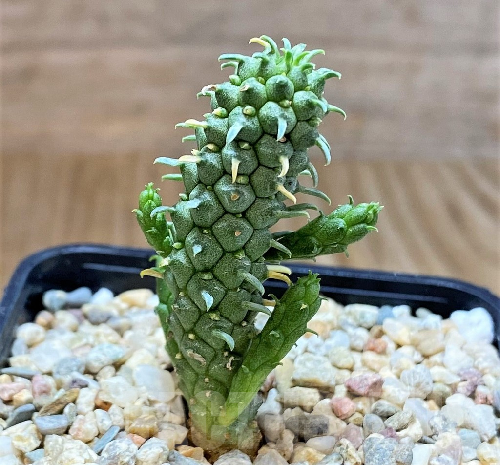 SHPR39507 Euphorbia inermis - Image 2