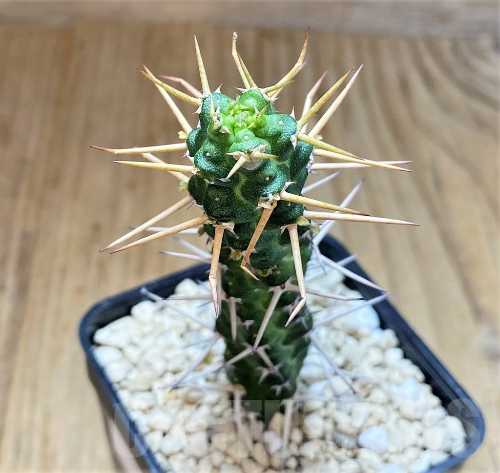 SHPR39508 Euphorbia ellenbeckii