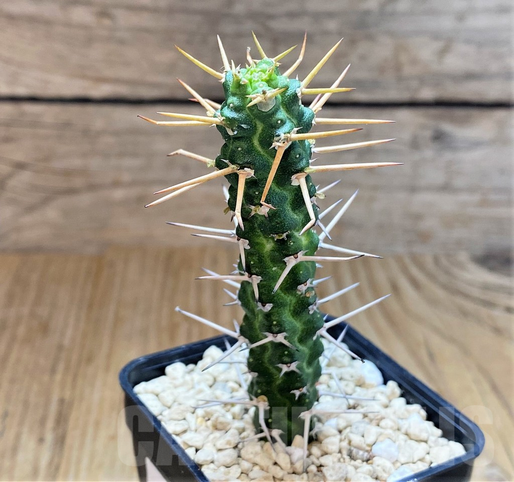 SHPR39508 Euphorbia ellenbeckii - immagine 2