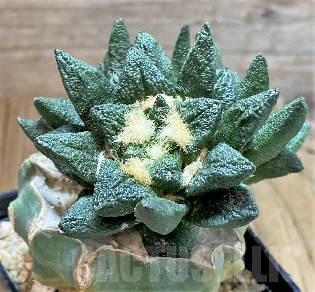 SHPR39512 Ariocarpus scapharostrus hybrid, seedling, grafted