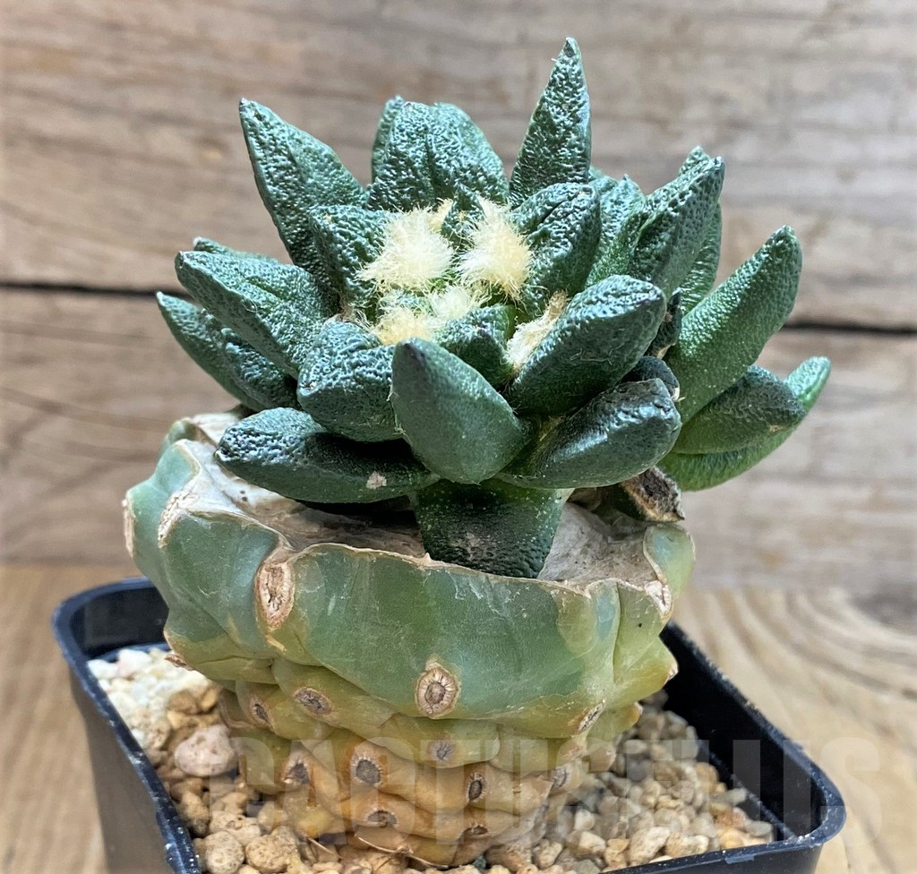 SHPR39512 Ariocarpus scapharostrus hybrid, seedling, grafted - Image 3