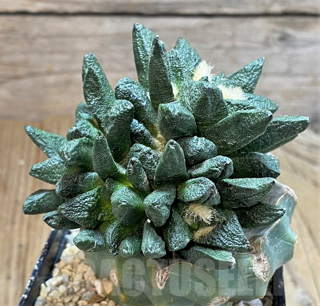 SHPR39512 Ariocarpus scapharostrus hybrid, seedling, grafted - Image 2