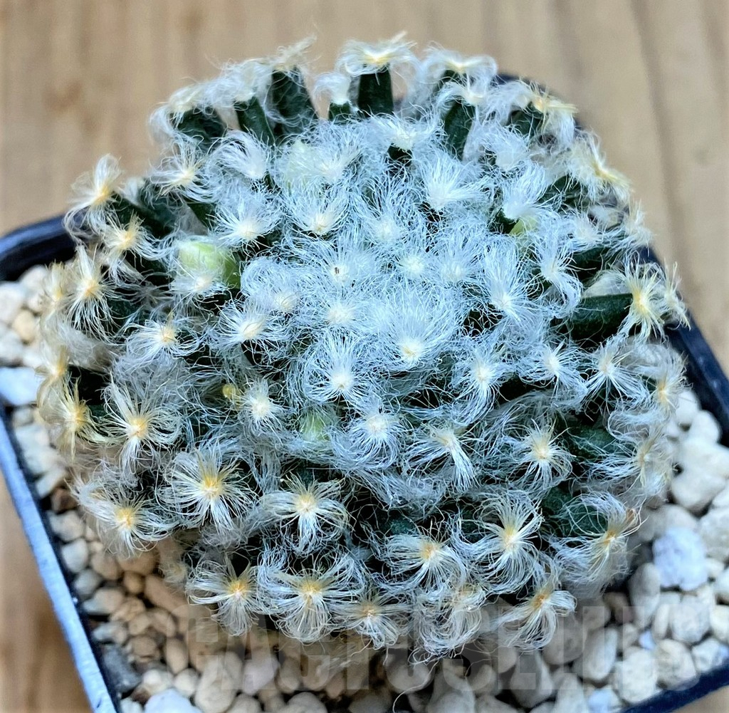 SHPR39516 Mammillaria schiedeana v. plumosa