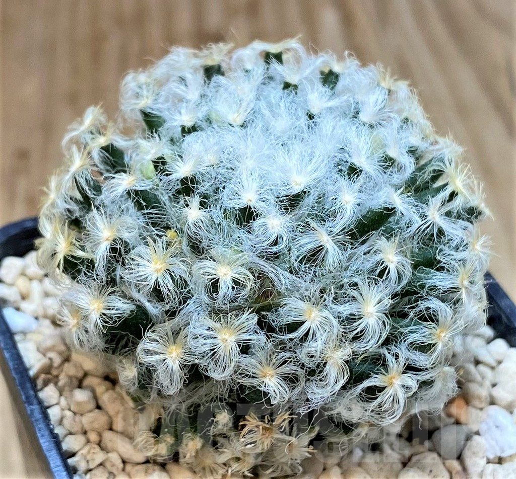 SHPR39516 Mammillaria schiedeana v. plumosa - Image 2