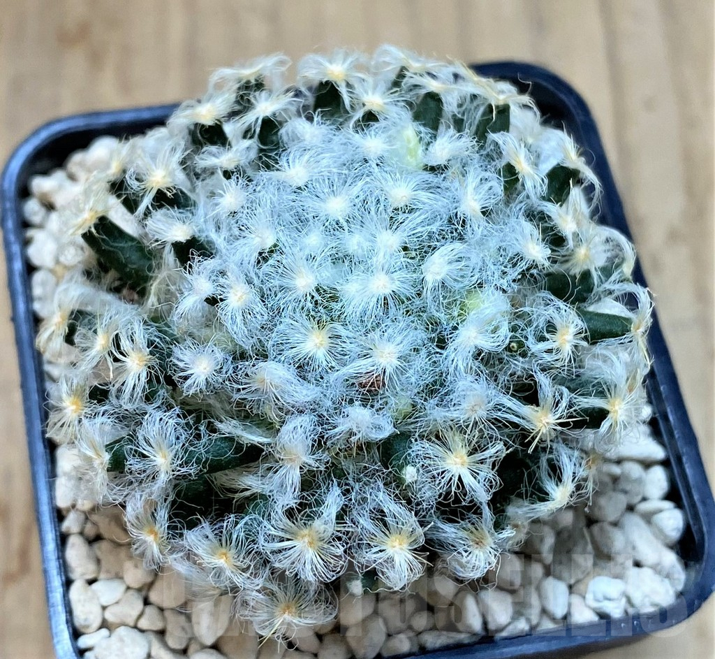 SHPR39517 Mammillaria schiedeana v. plumosa