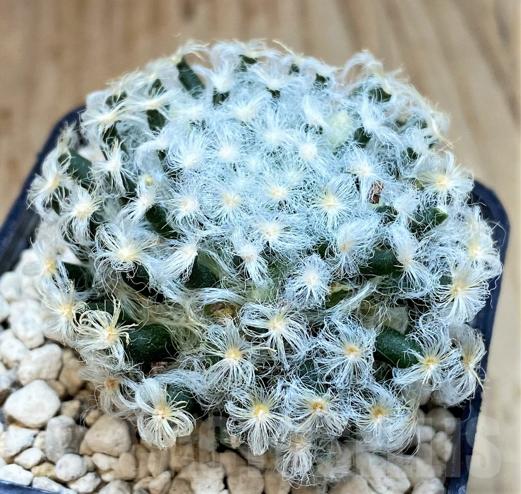 SHPR39517 Mammillaria schiedeana v. plumosa - Image 2