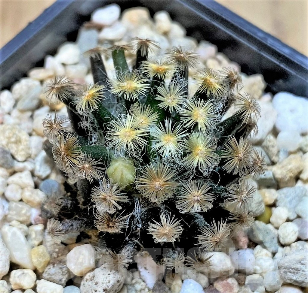SHPR39518 Mammillaria schiedeana ‘Kuro Hada’, seedling