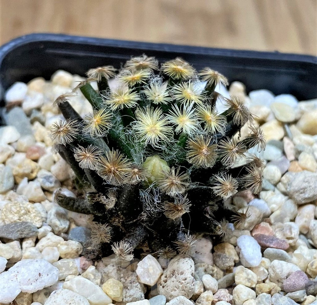 SHPR39518 Mammillaria schiedeana ‘Kuro Hada’, seedling - Image 2