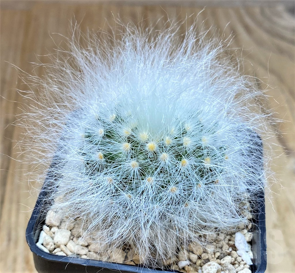 SHPR39519 Mammillaria guelzowiana LAU 640 -Japan- - Image 2