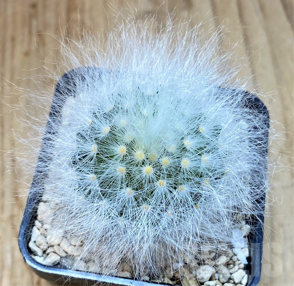 SHPR39519 Mammillaria guelzowiana LAU 640 -Japan-