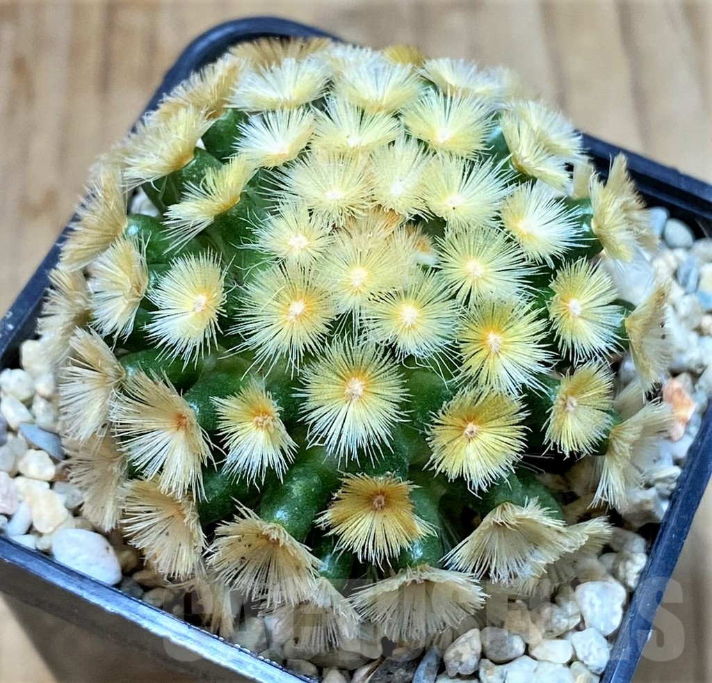 SHPR39520 Mammillaria carmenae “Buddha” yellow