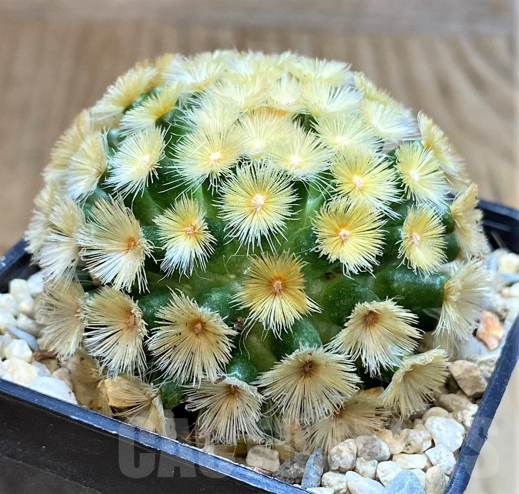 SHPR39520 Mammillaria carmenae “Buddha” yellow - Image 2