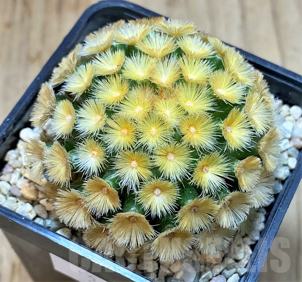 SHPR39521 Mammillaria carmenae “Buddha” yellow - Image 2