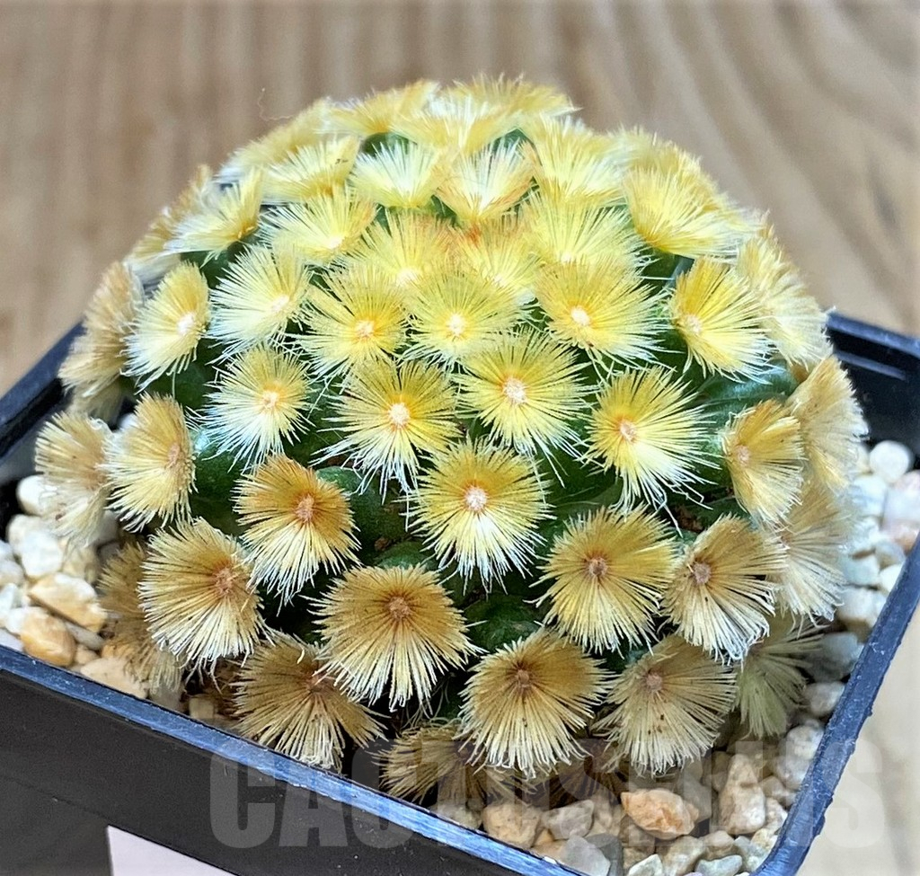 SHPR39521 Mammillaria carmenae “Buddha” yellow