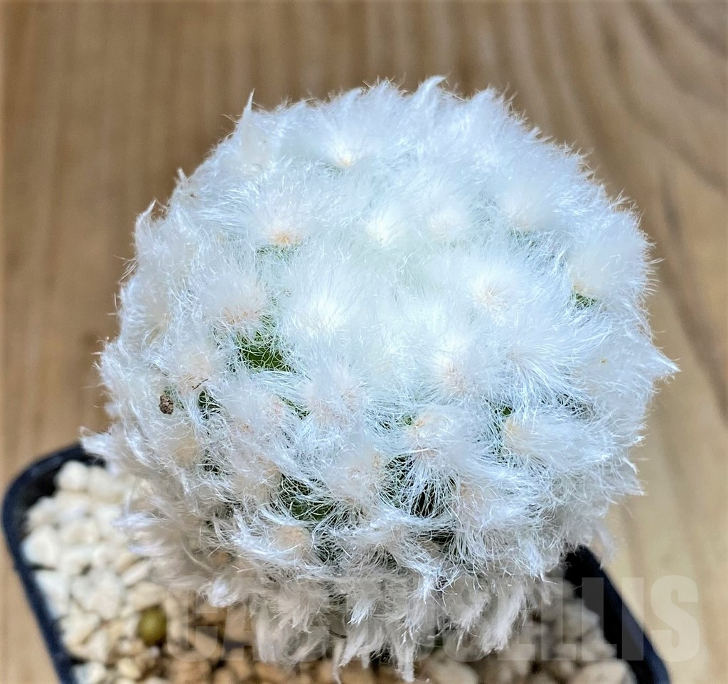 SHPR39522 Mammillaria guelzowiana ‘Tabatoge’, grafted
