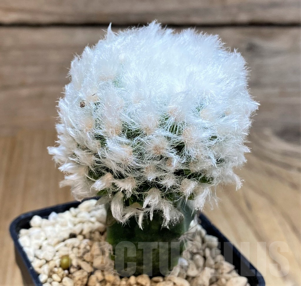 SHPR39522 Mammillaria guelzowiana ‘Tabatoge’, grafted - Image 2