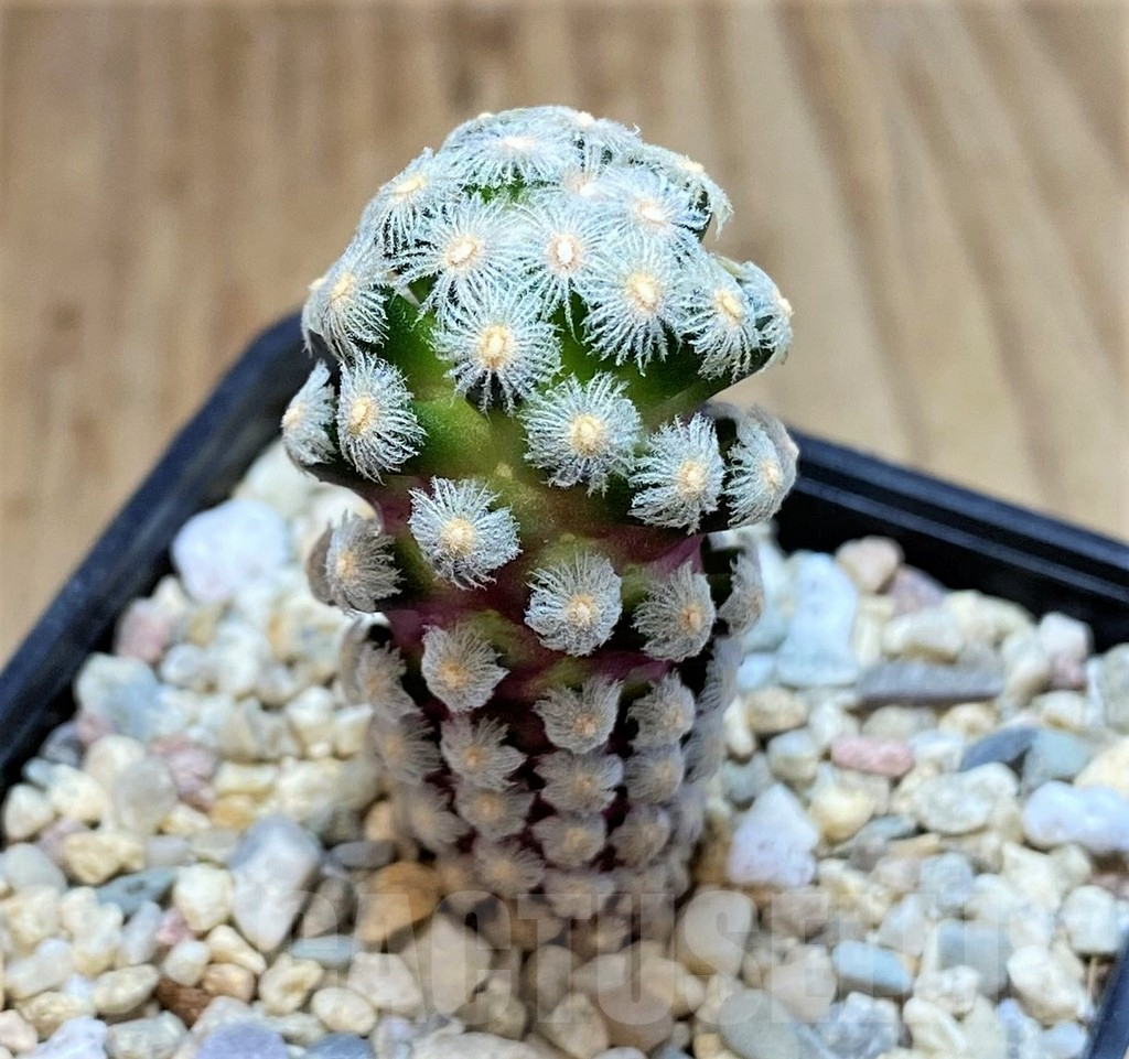 SHPR39523 Mammillaria theresae