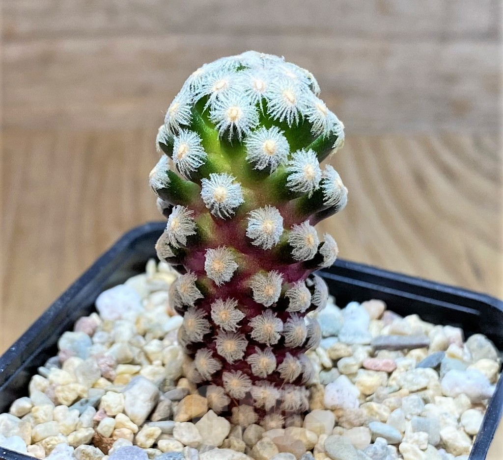 SHPR39523 Mammillaria theresae – Image 2