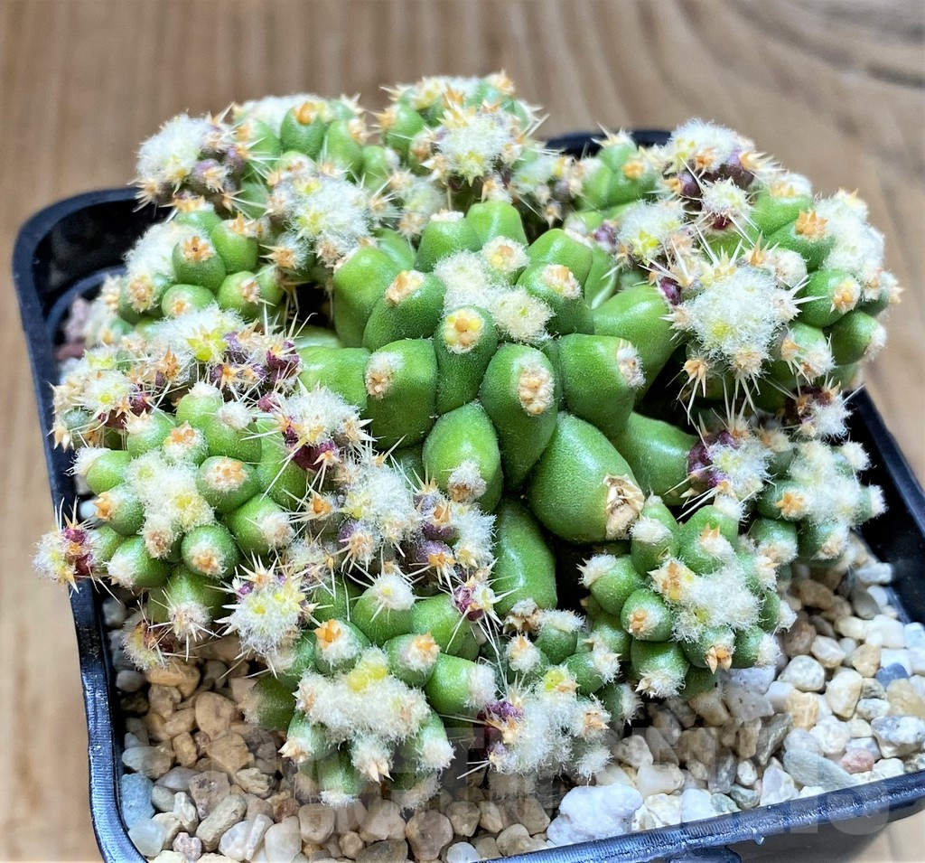 SHPR39524 Echinocactus grusonii ‘inermis’ f. monstrosa