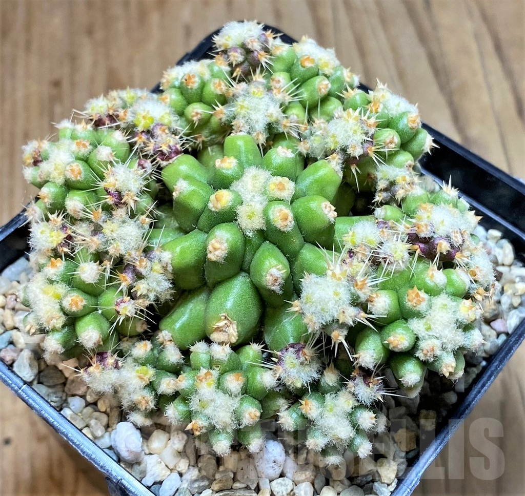 SHPR39524 Echinocactus grusonii ‘inermis’ f. monstrosa – Image 2