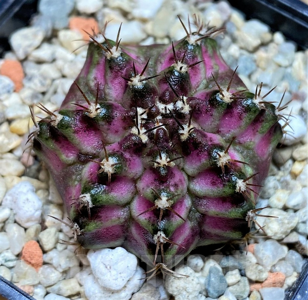SHPR39617 Gymnocalycium mihanovichii T-lux hybrid, seedling – Bild 2