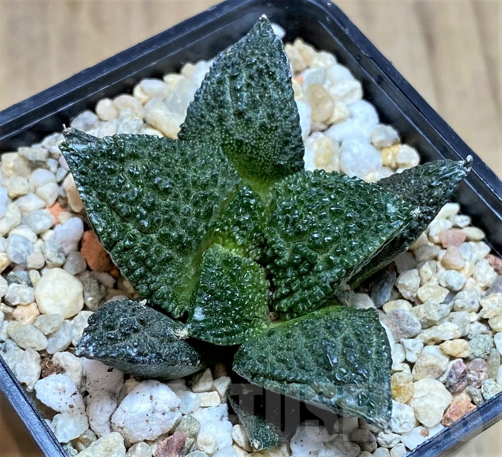 SHPR39586 Ariocarpus fissuratus ‘Godzilla’ hybrid, seedling - Зображення 2