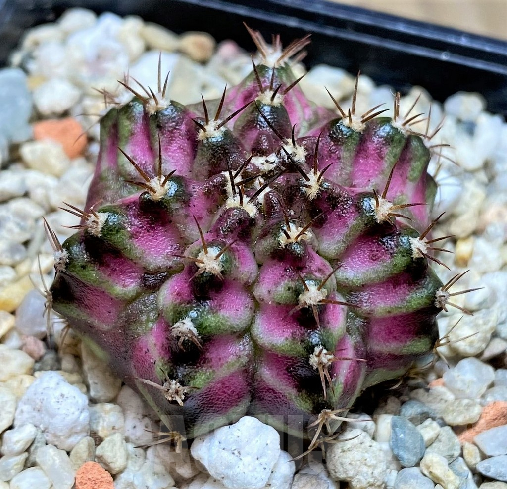 SHPR39617 Gymnocalycium mihanovichii T-lux hybrid, seedling