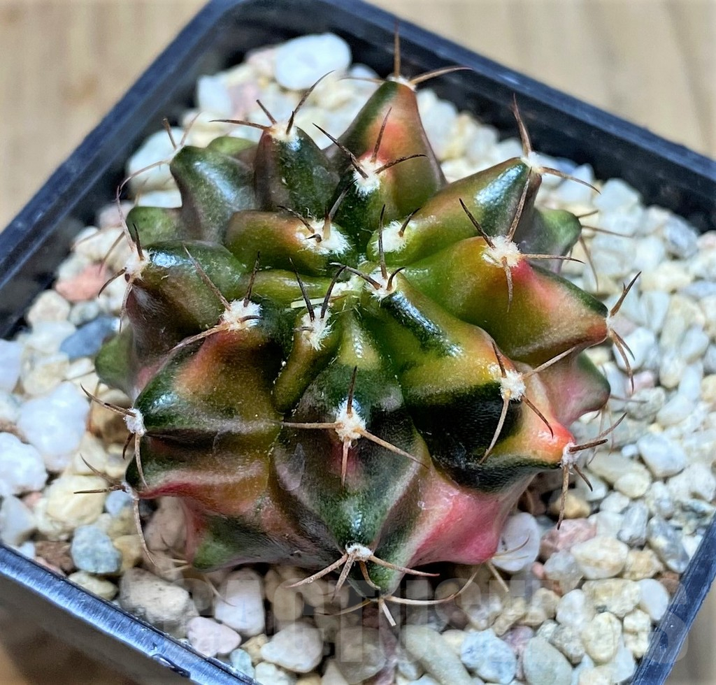 SHPR39618 Gymnocalycium mihanovichii ‘Transformer’ f. variegata hybrid, seedling - Obrázek 2