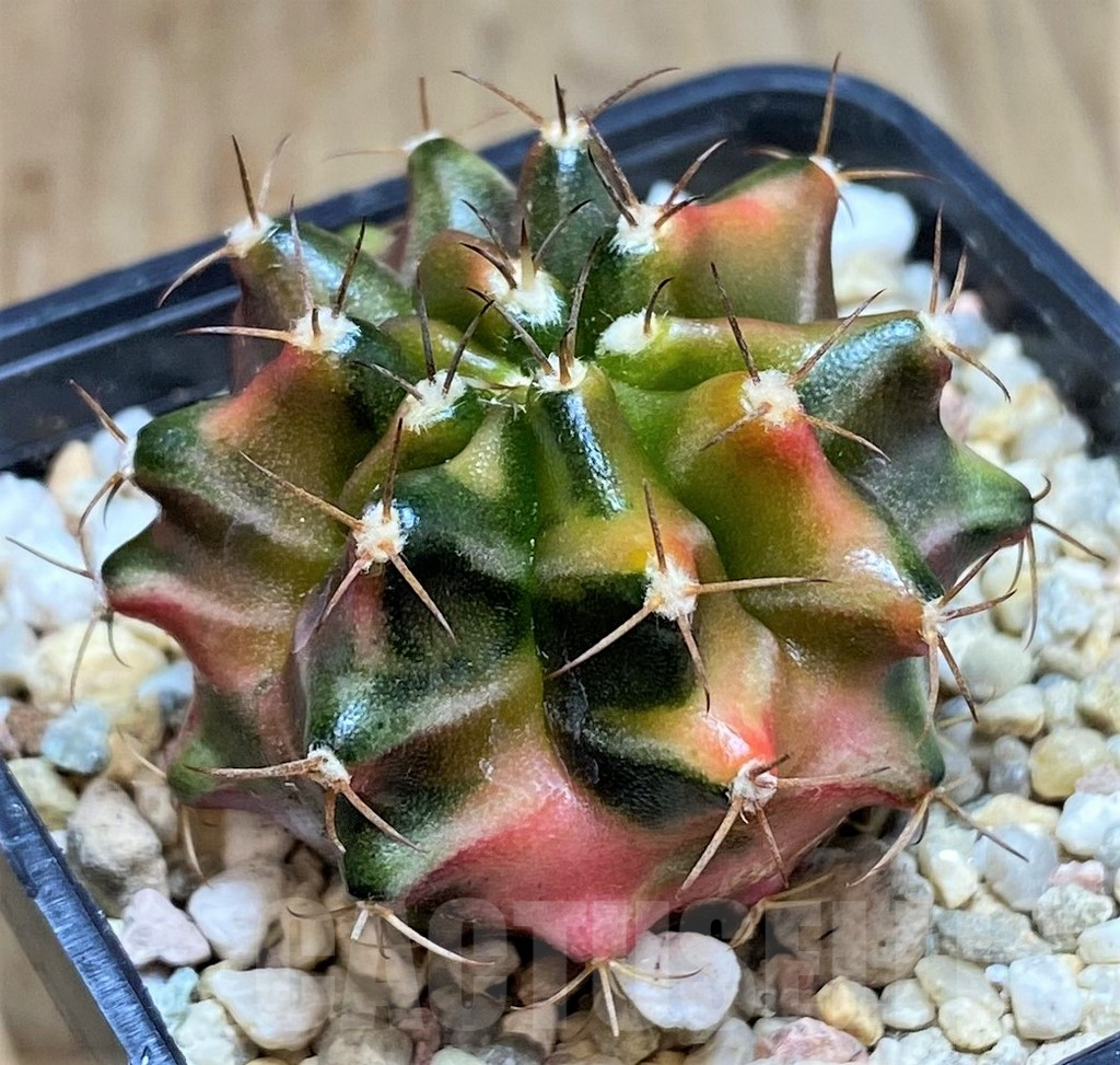 SHPR39618 Gymnocalycium mihanovichii ‘Transformer’ f. variegata hybrid, seedling