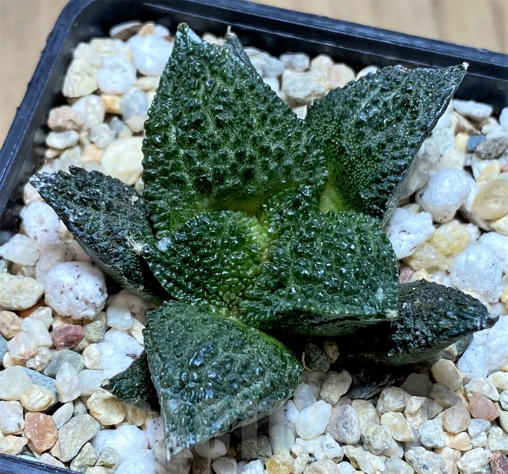 SHPR39586 Ariocarpus fissuratus ‘Godzilla’ hybrid, seedling