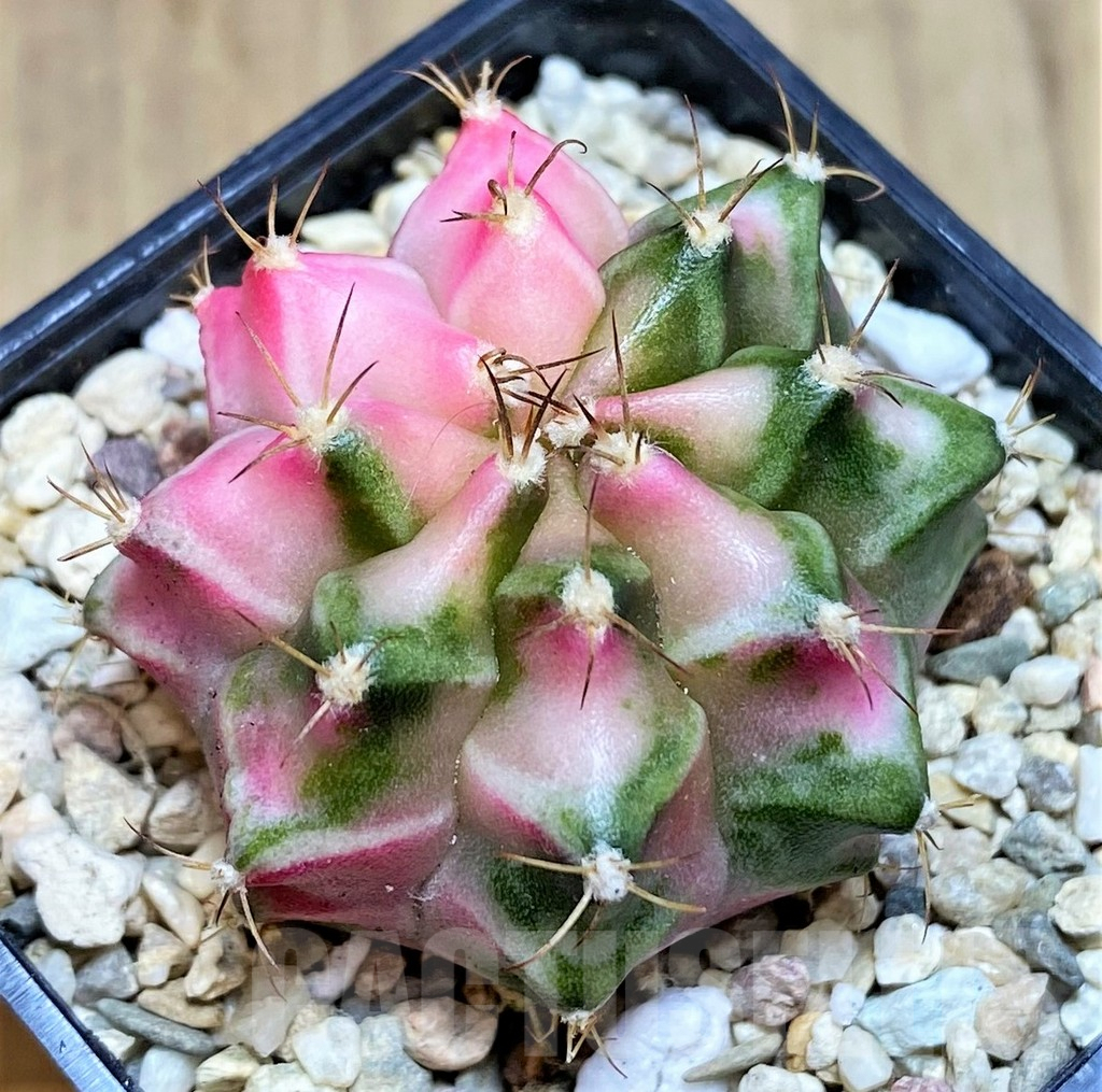 SHPR39621 Gymnocalycium mihanovichii 'Pink Diamond'