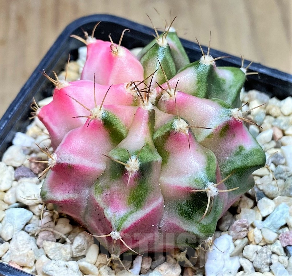 SHPR39621 Gymnocalycium mihanovichii 'Pink Diamond' - Obrázek 2
