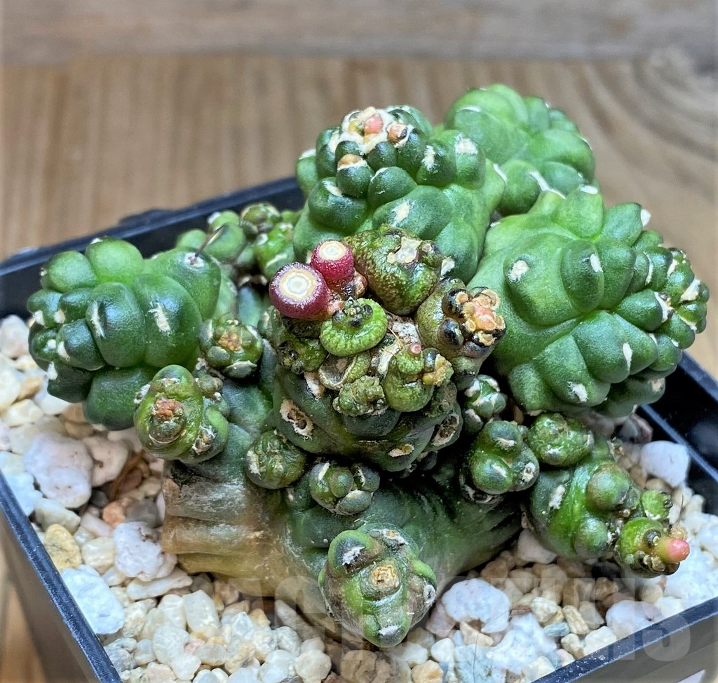 SHPR39625 Gymnocalycium mihanovichii ‘Transformer’ - 画像 (2)