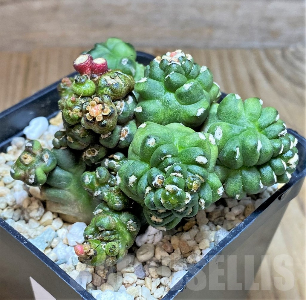 SHPR39625 Gymnocalycium mihanovichii ‘Transformer’